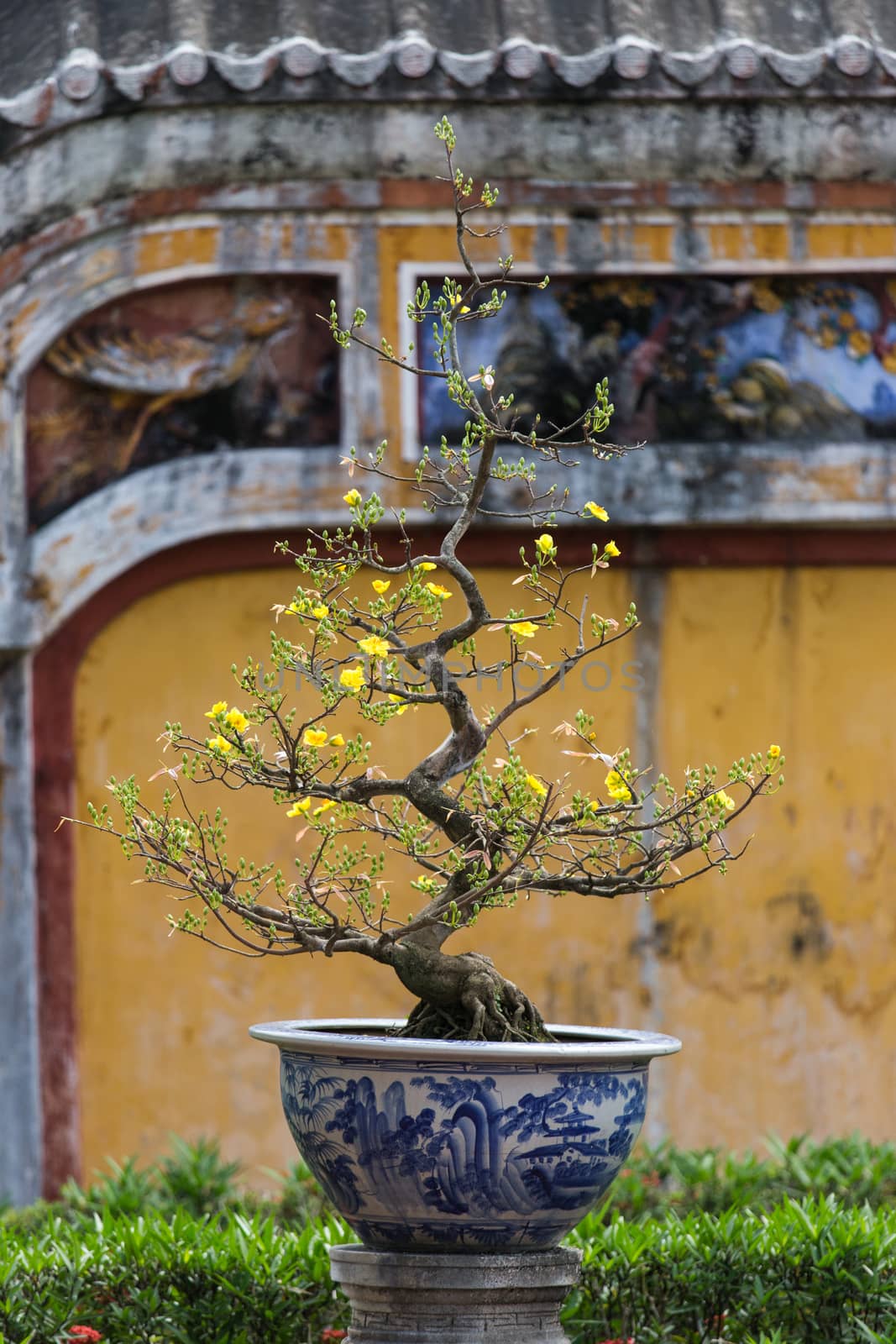 Very old bonsai trees in Hue, Vietnam. Beautiful detail against coloured walls by kgboxford