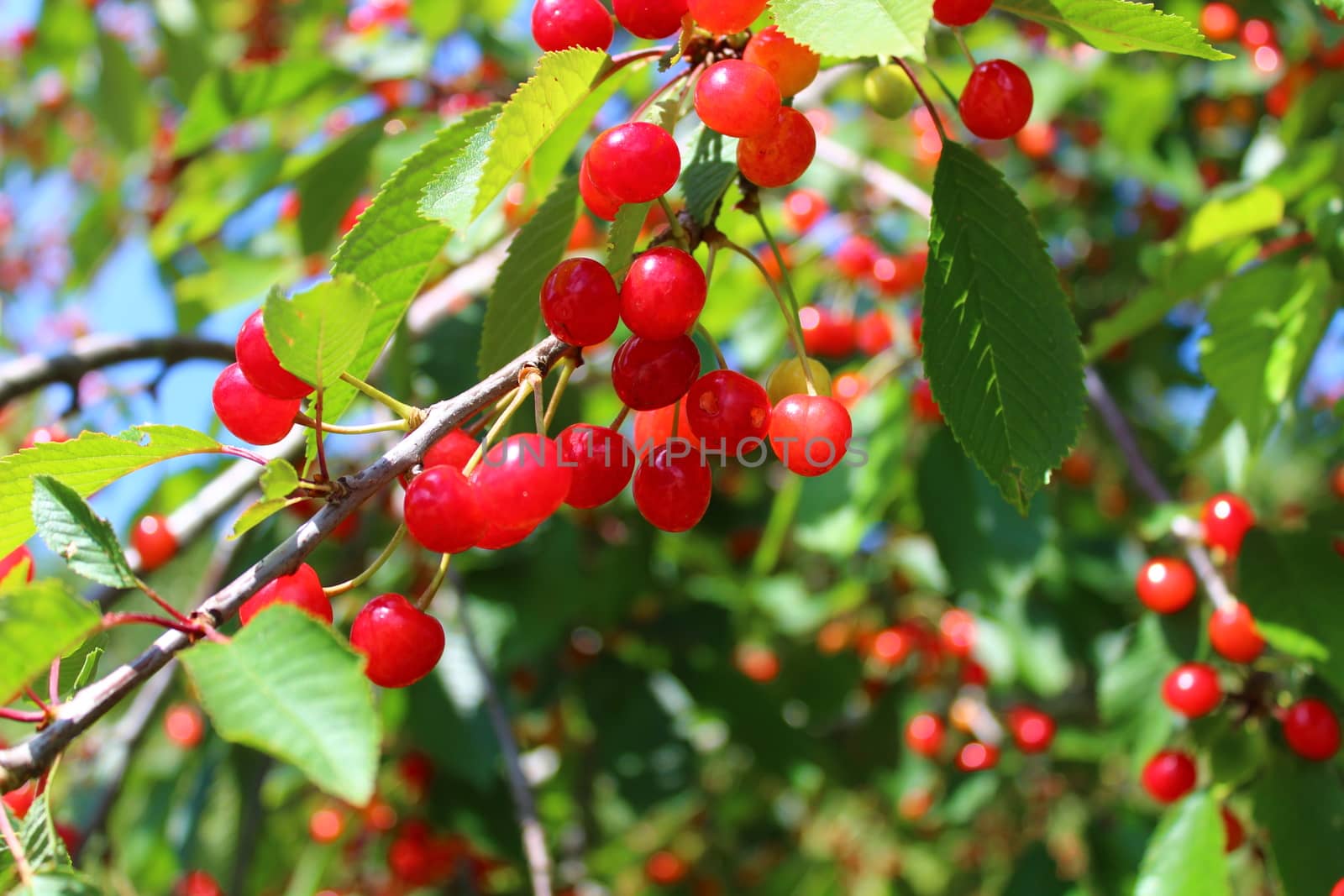 The picture shows wild cherries in the nature