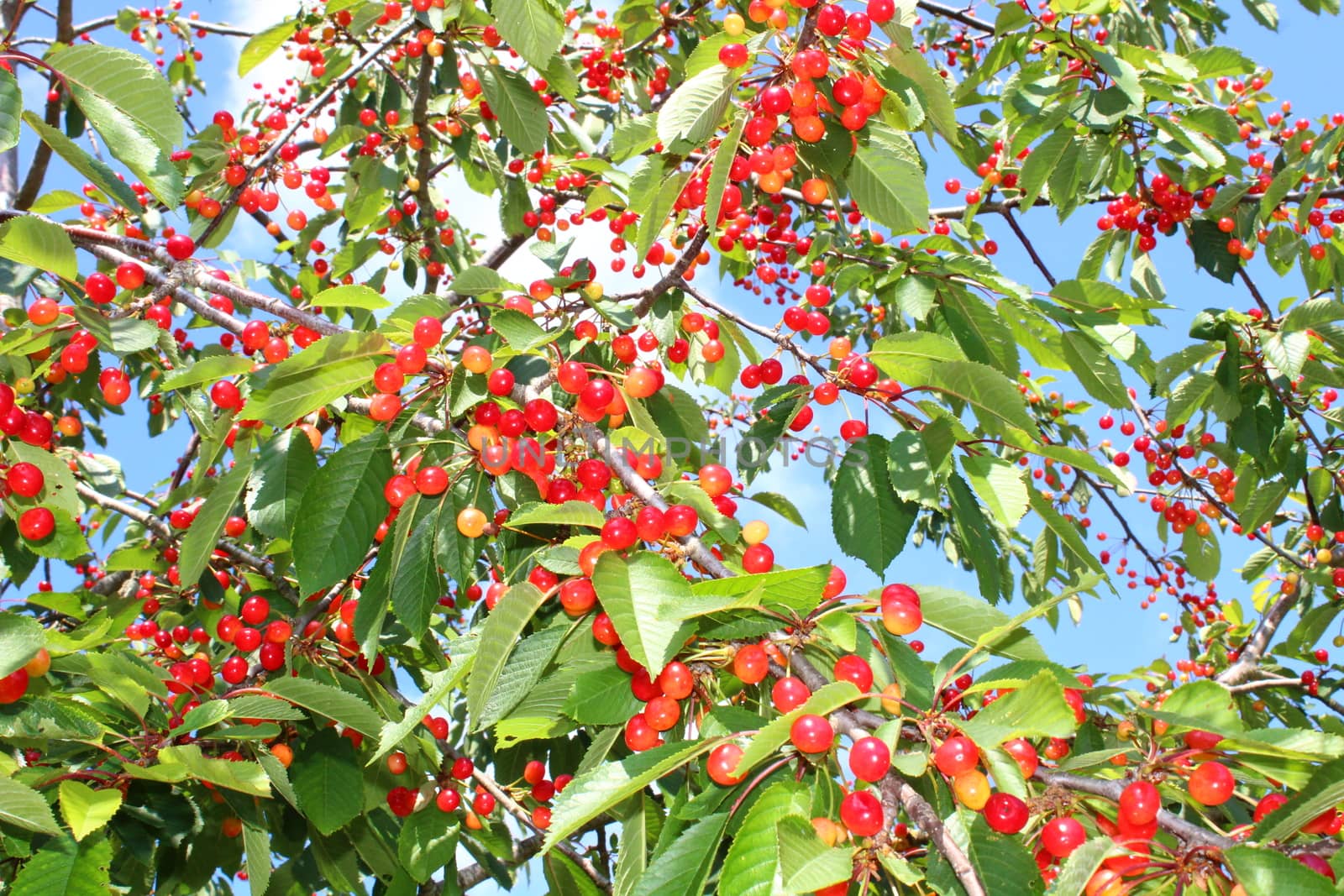 The picture shows wild cherries in the nature