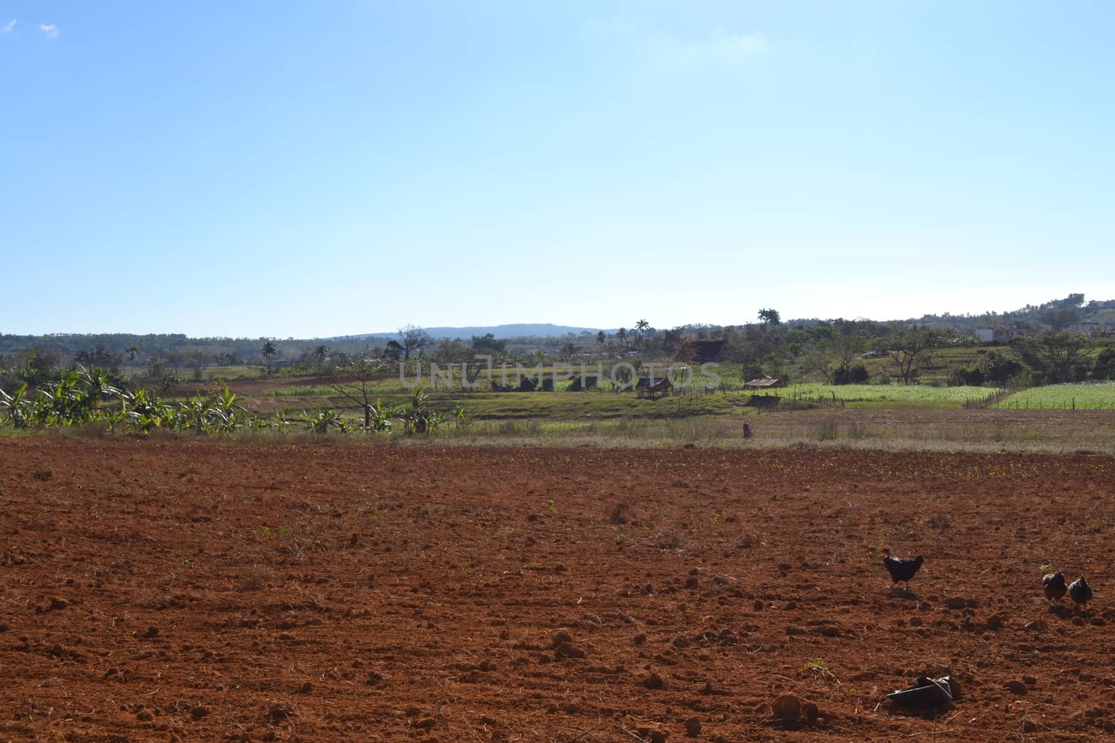 Agricultural fields in Vinales, Cuba. Nature, landscape, travel and tourism.