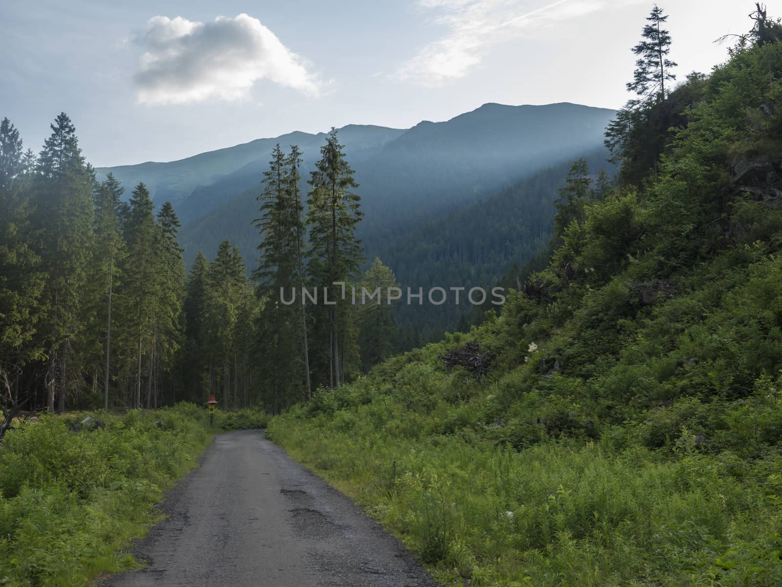 Footpath asphalt road from Ziarska dolina, beautiful nature with lush green grass, spruce trees and blue montain peaks. Western Tatras mountains, Rohace Slovakia, summer sunny day, blue sky background.