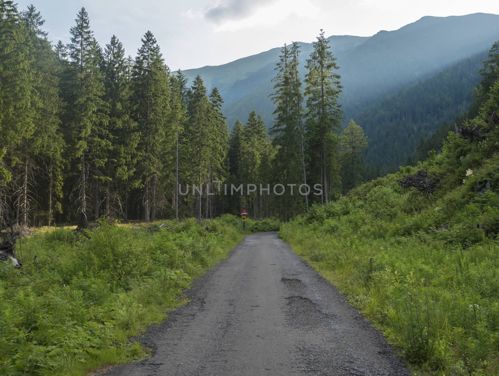 Footpath asphalt road from Ziarska dolina, beautiful nature with lush green grass, spruce trees and blue montain peaks. Western Tatras mountains, Rohace Slovakia, summer sunny day, blue sky background.