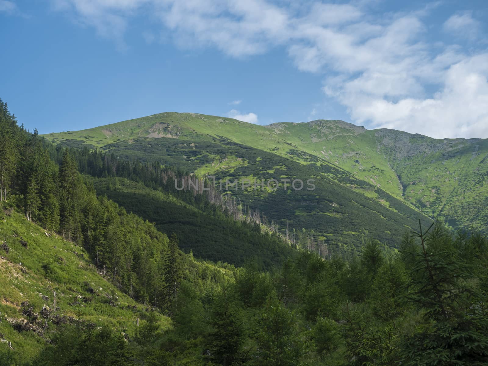 Beautiful mountain landscape with lush green grass, spruce trees, dwarf scrub pine and bald mountain peaks. Ziarska dolina, Western Tatras mountains, Rohace Slovakia, summer sunny day, blue sky background.