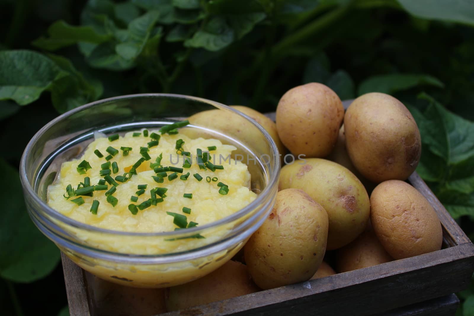 The picture shows potato salad and potatoes in a potato field