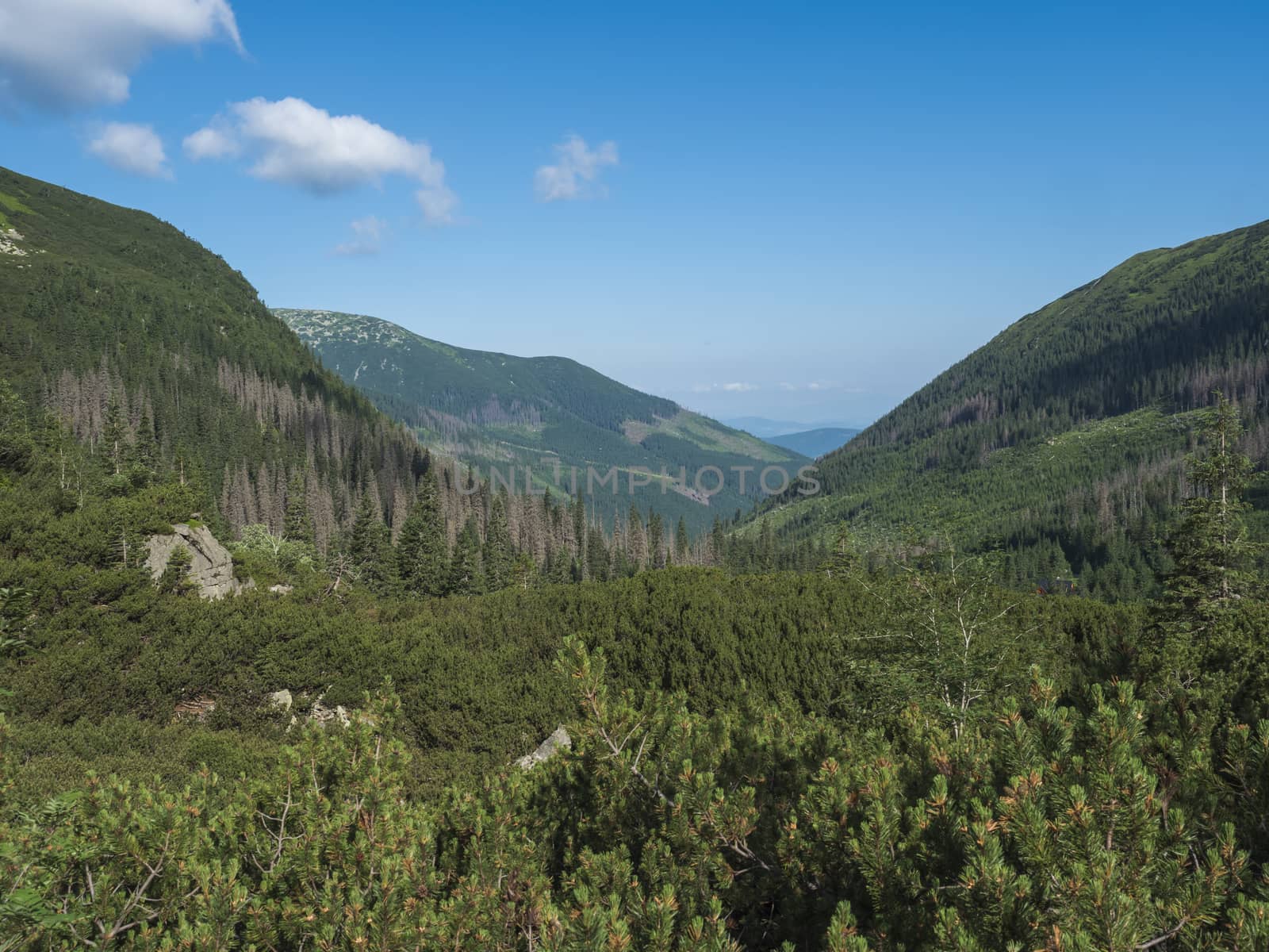 Beautiful mountain valley Smutna dolina with spruce tree forest, dwarf scrub pine and green mountain peaks. Western Tatras mountains, Rohace Slovakia, summer, blue sky background.