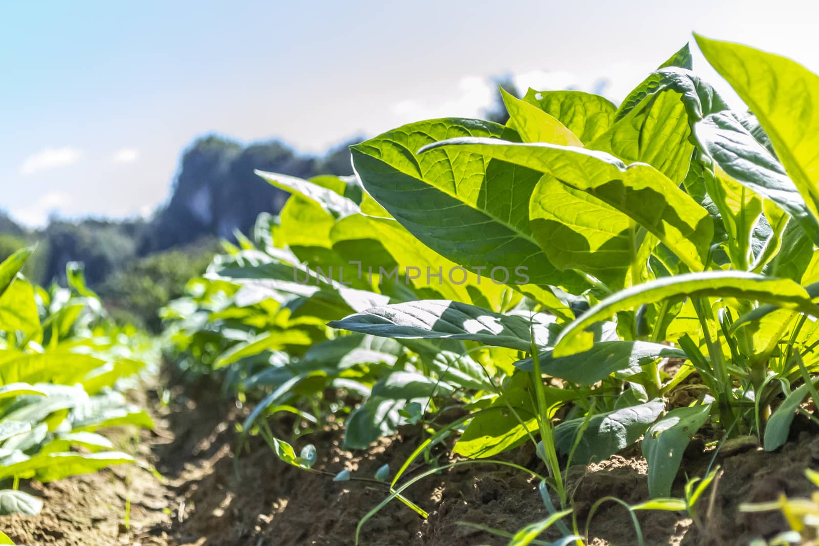 Close-up of tobacco plant at a plantation, soil, and mountains in the background, blurred background