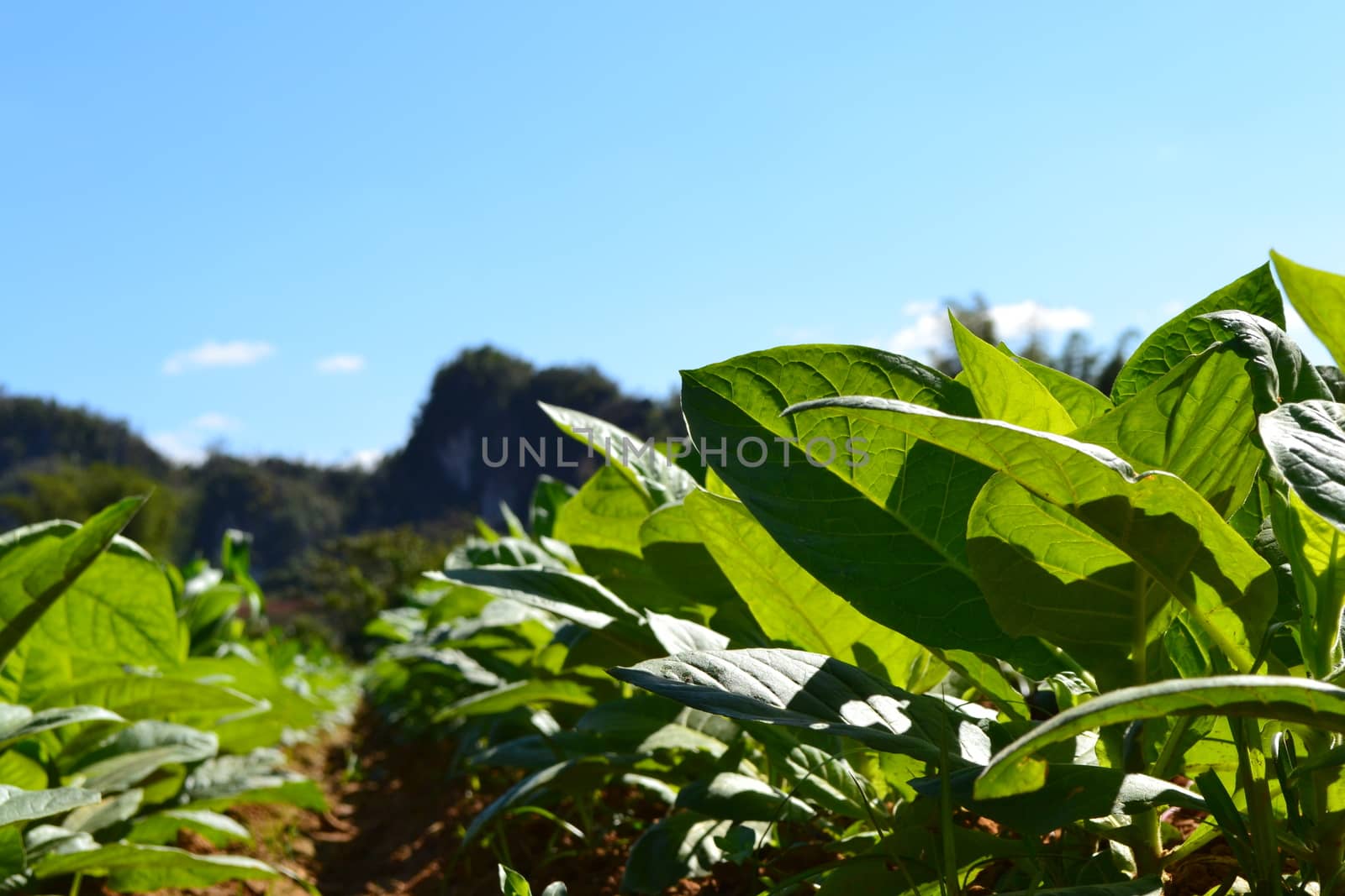 Close-up of tobacco plant at a plantation, soil, and mountains in the background, blurred background