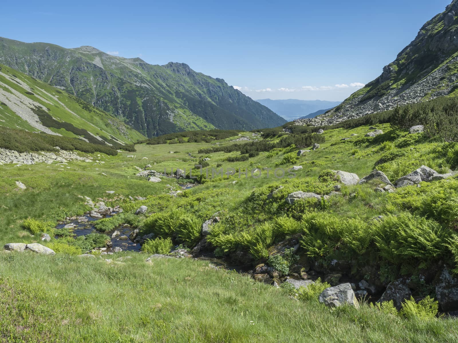 Beautiful mountain stream cascade flows between lush green fern leaves and yellow flowers, spruce tree forest and green moutain peaks in background. Western Tatras mountains, Rohace Slovakia, summer.