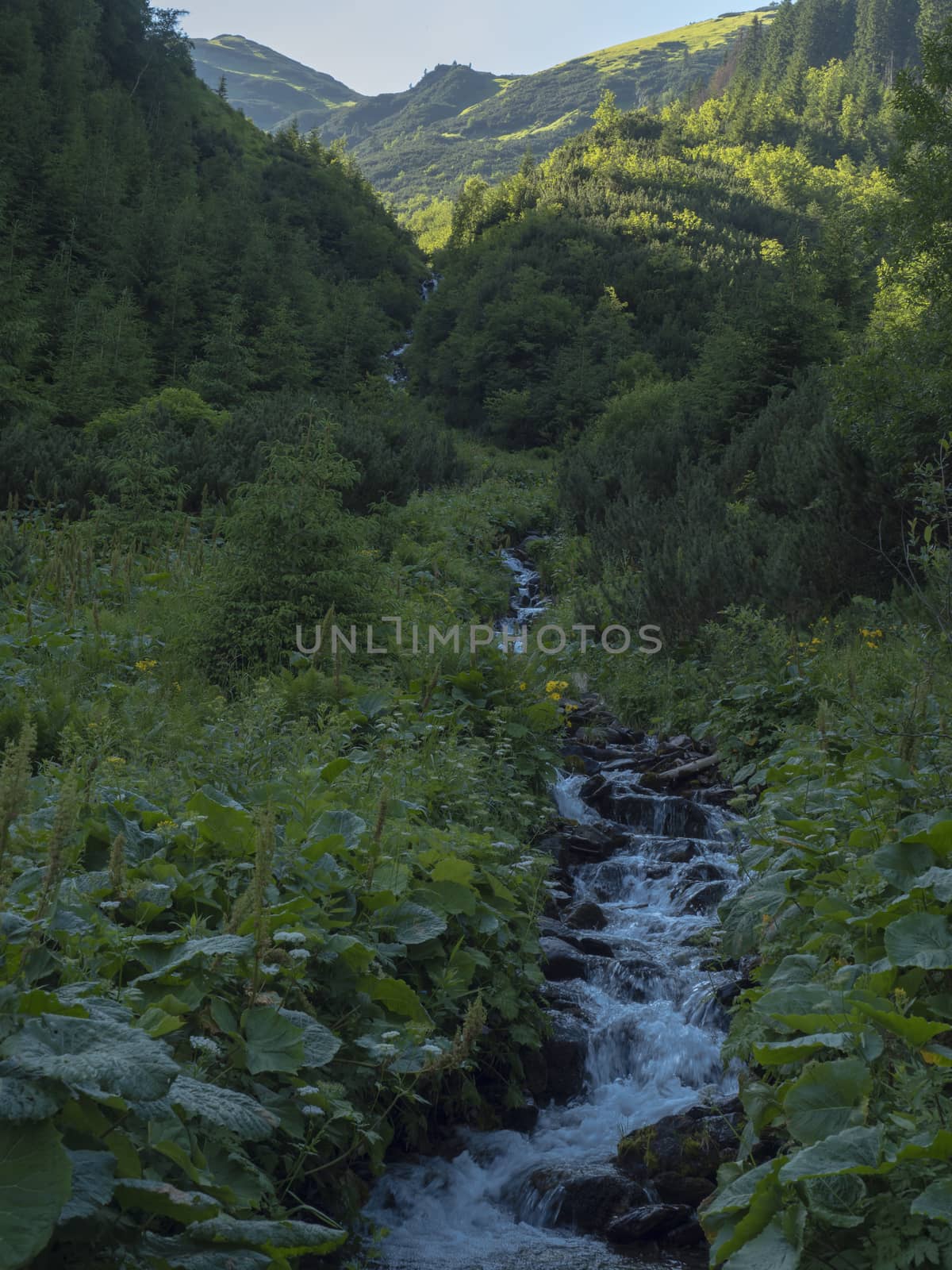 Beautiful mountain stream cascade flows between lush green fern leaves and yellow flowers, spruce tree forest and green moutain peaks in background. Western Tatras mountains, Rohace Slovakia, summer.