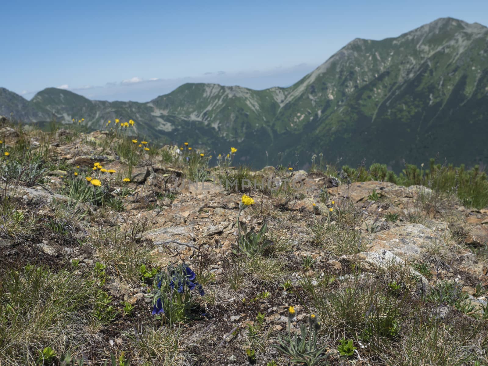 Mountain meadow of Western Tatras mountains Rohace with dandelion and Gentiana alpine flower and view on ostry rohac two peaks from hiking trail on Baranec. Sharp green grassy rocky mountain. Summer blue sky.