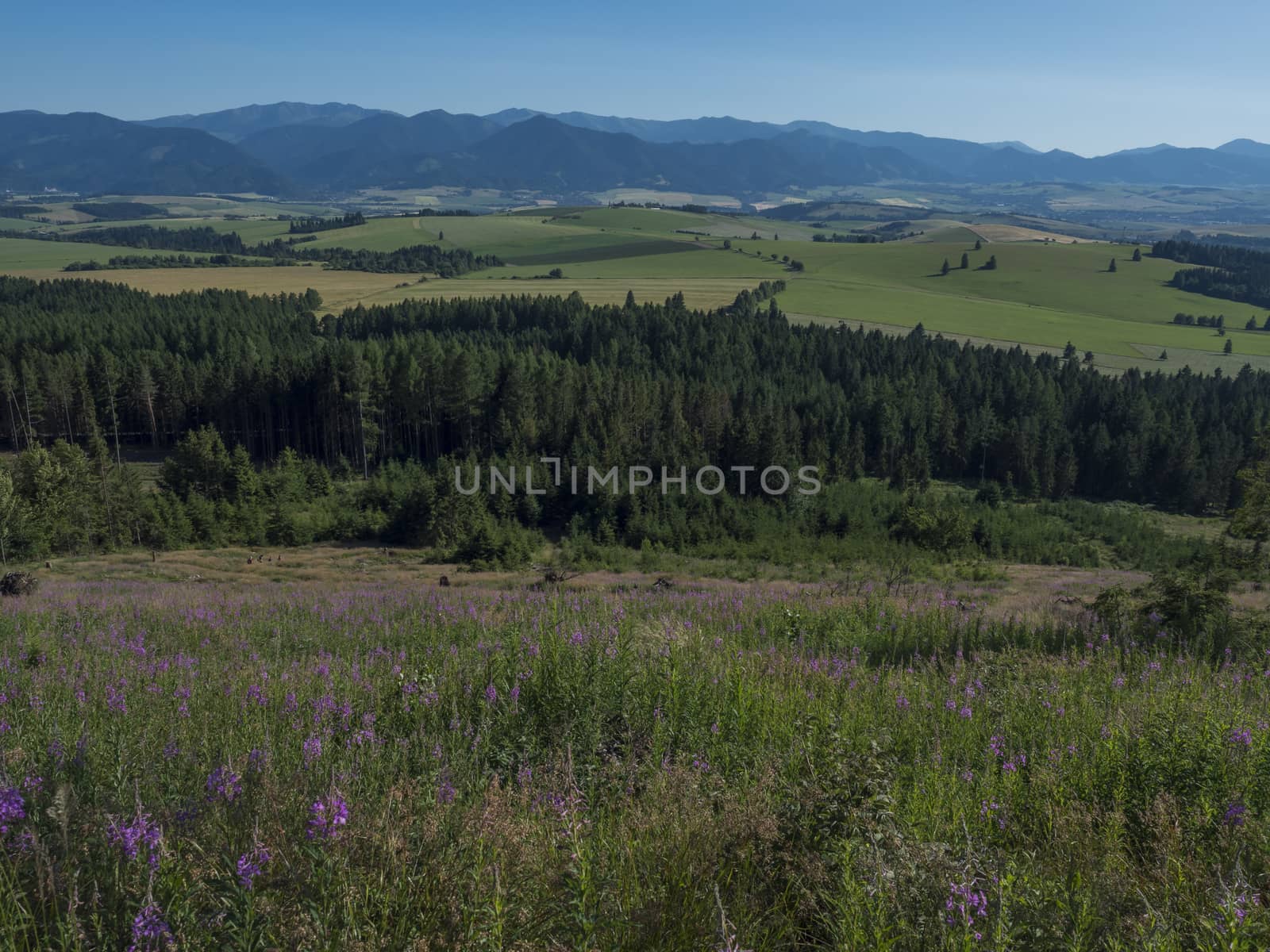 Mountain valley with meadow, forest, green fileds and with blue misty slopes of low tatra mountais in the distance. viewed from western Tatras mountain trail. Summer blue sky, Slovakia