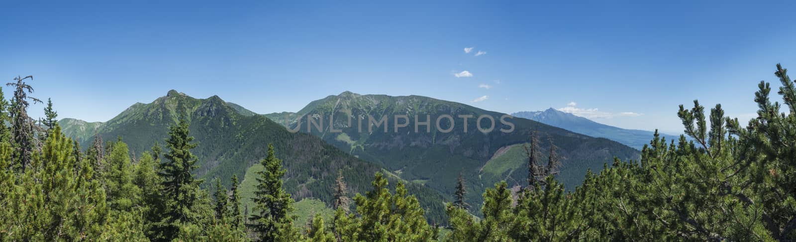 View from tatra mountain trail on Baranec to Western Tatra mountains or Rohace panorama and high tatras. Pine trees and coniferous forest hills, blue sky. Tatra mountain in summer, Slovakia. by Henkeova