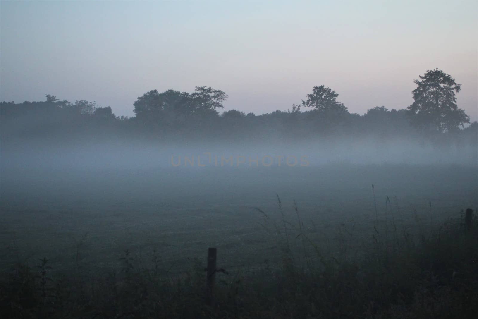 Fog in the evening over a pasture with trees in the background by Luise123