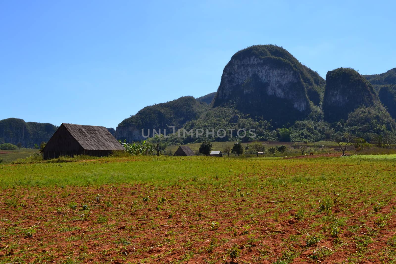 Agricultural field and farms in the Vinales valley of Cuba, tobacco plantations. by kb79