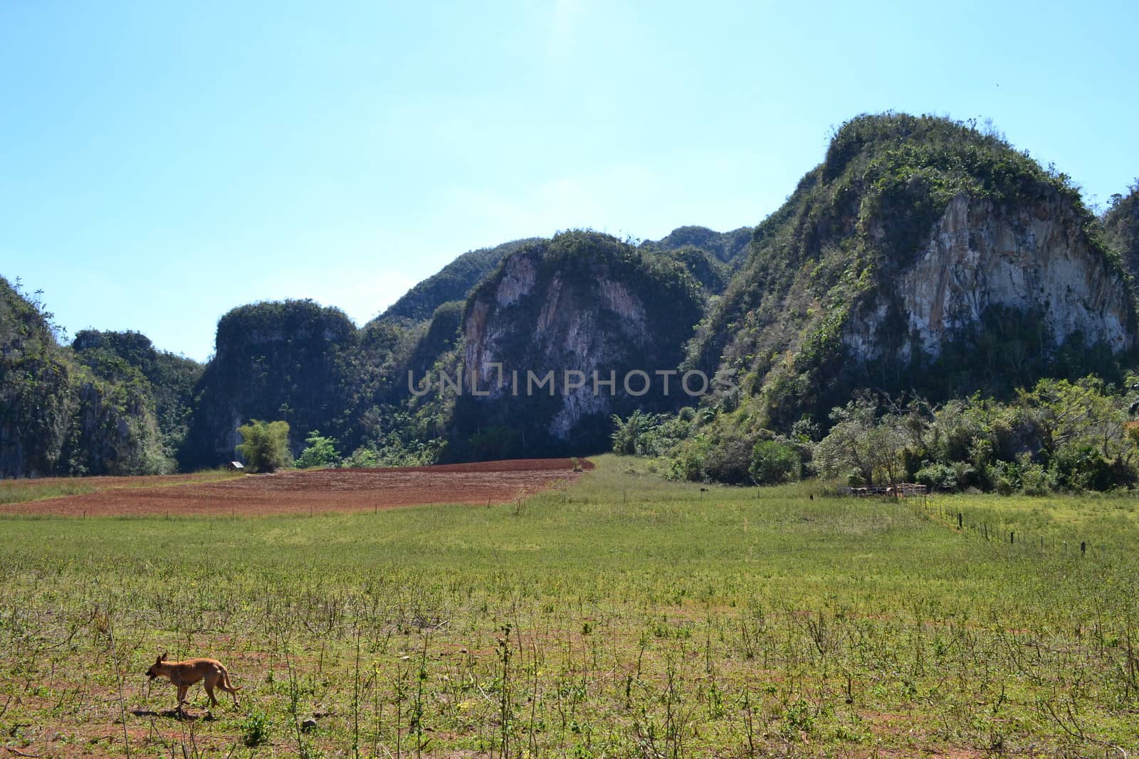 Agriculture, nature and ladscape in Vinales, Cuba. Travel and tourism.