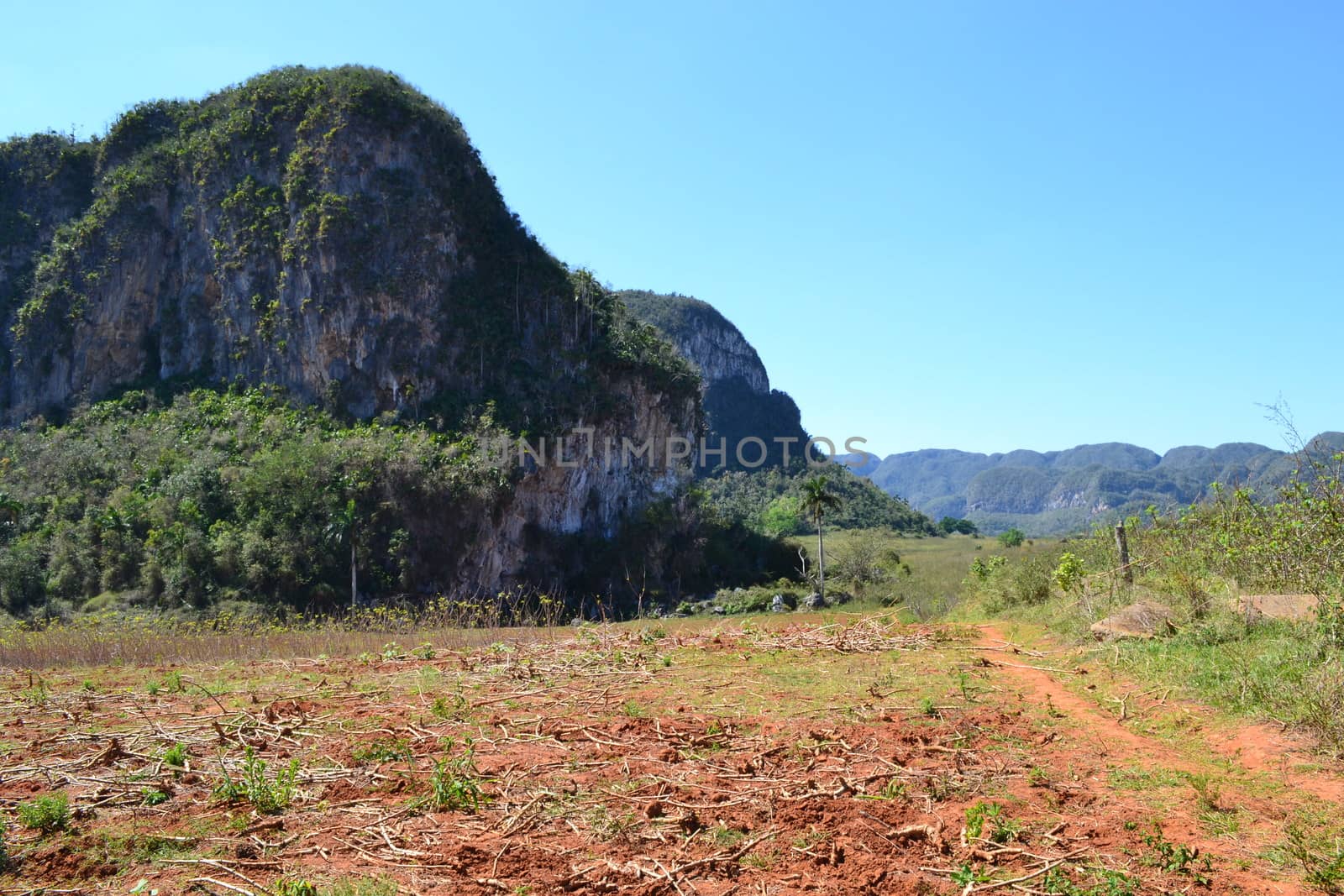 Agriculture, nature and ladscape in Vinales, Cuba. Travel and tourism.