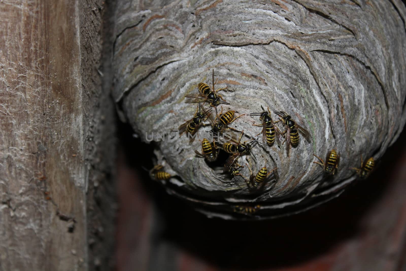 The picture shows wasps nest and wasps