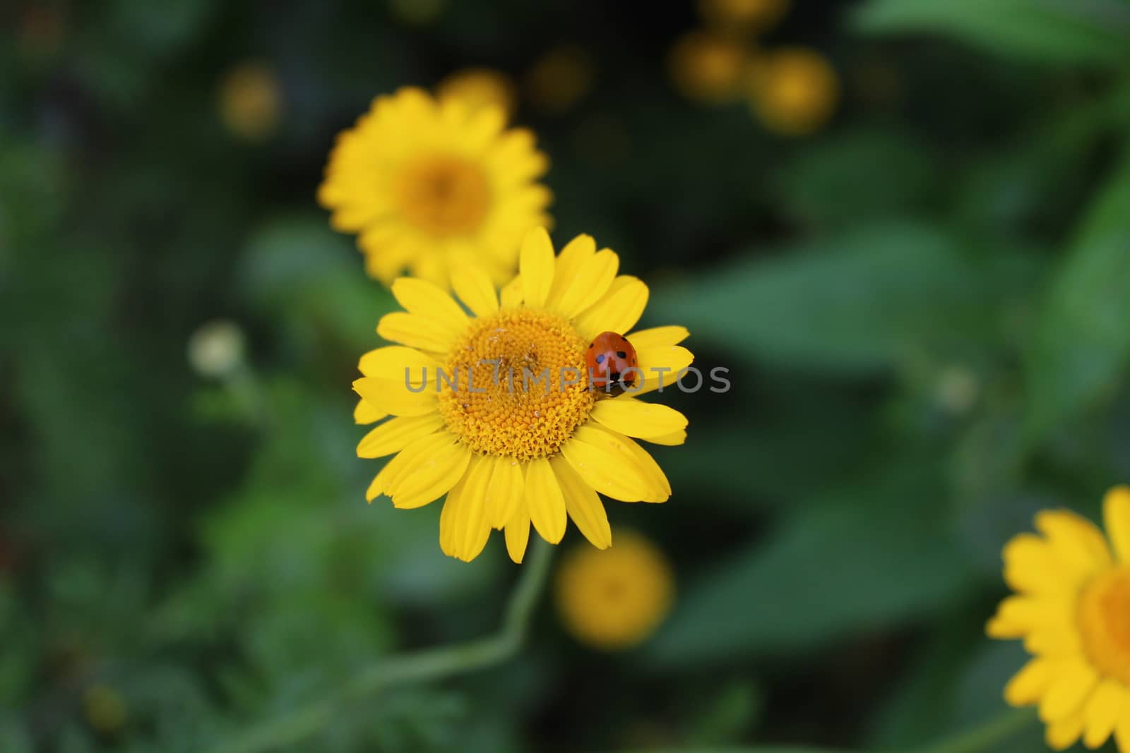ladybird on a yellow flower by martina_unbehauen