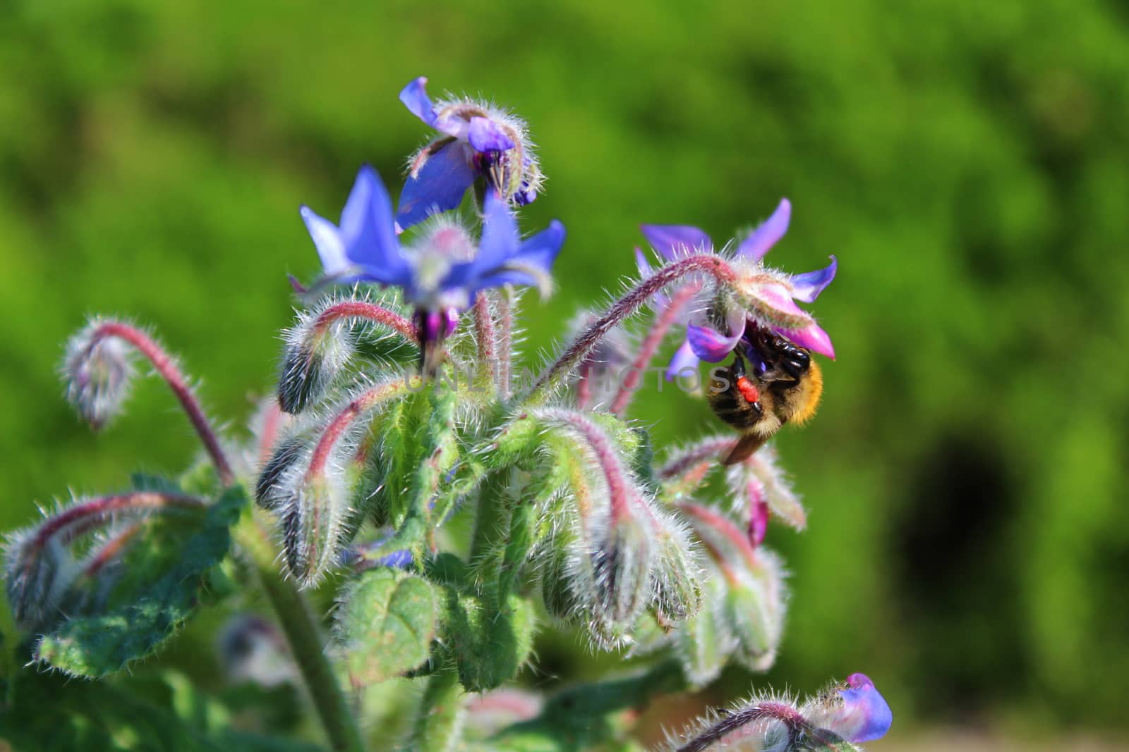 The picture shows borage blossoms in the garden
