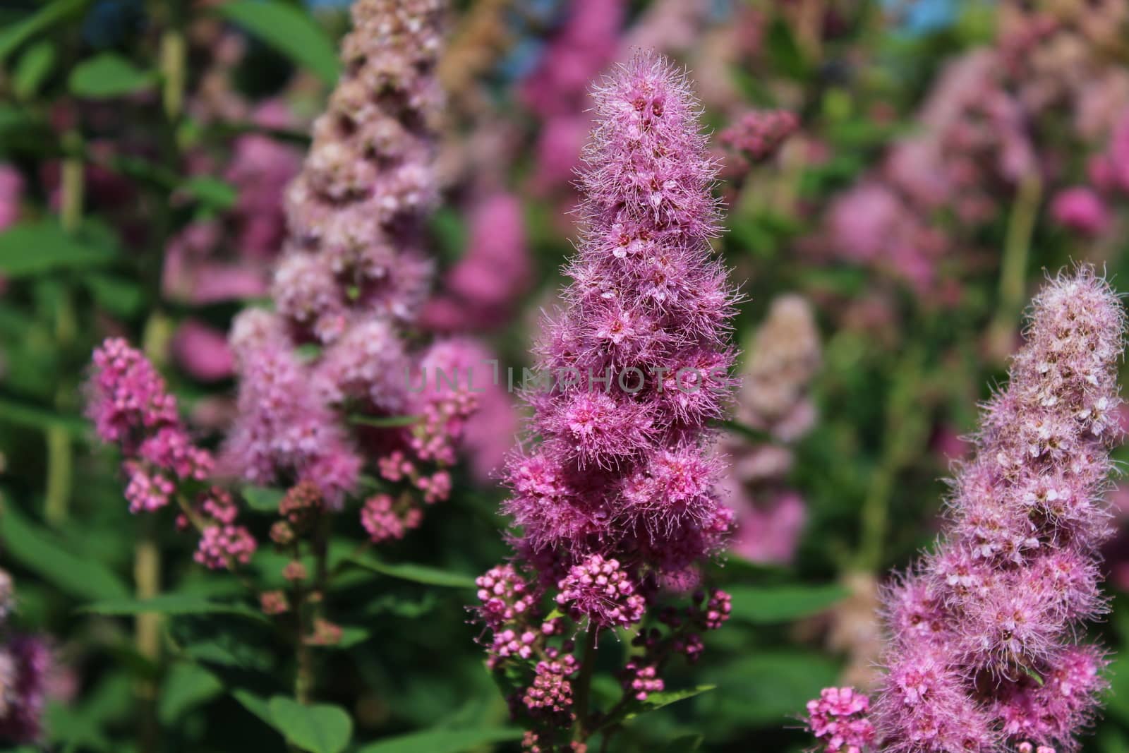 blossoming bridewort in the garden by martina_unbehauen