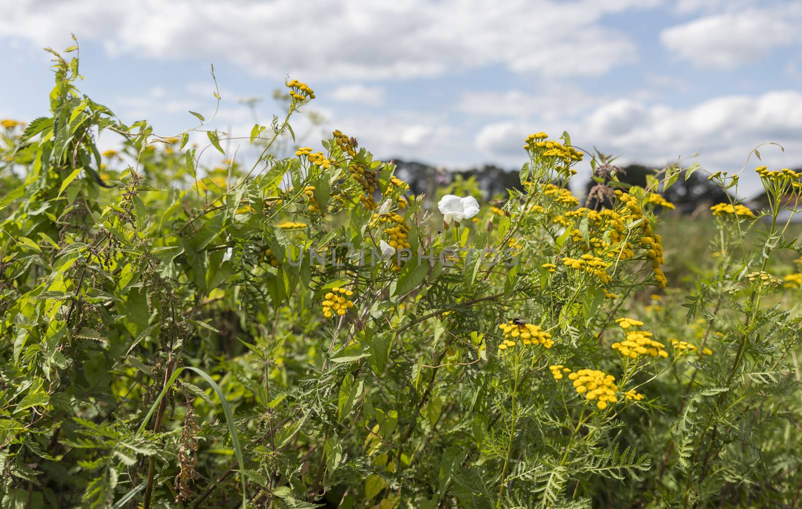 Yellow and white wild flowers growing in the netherlands with blue sky and clouds as background
