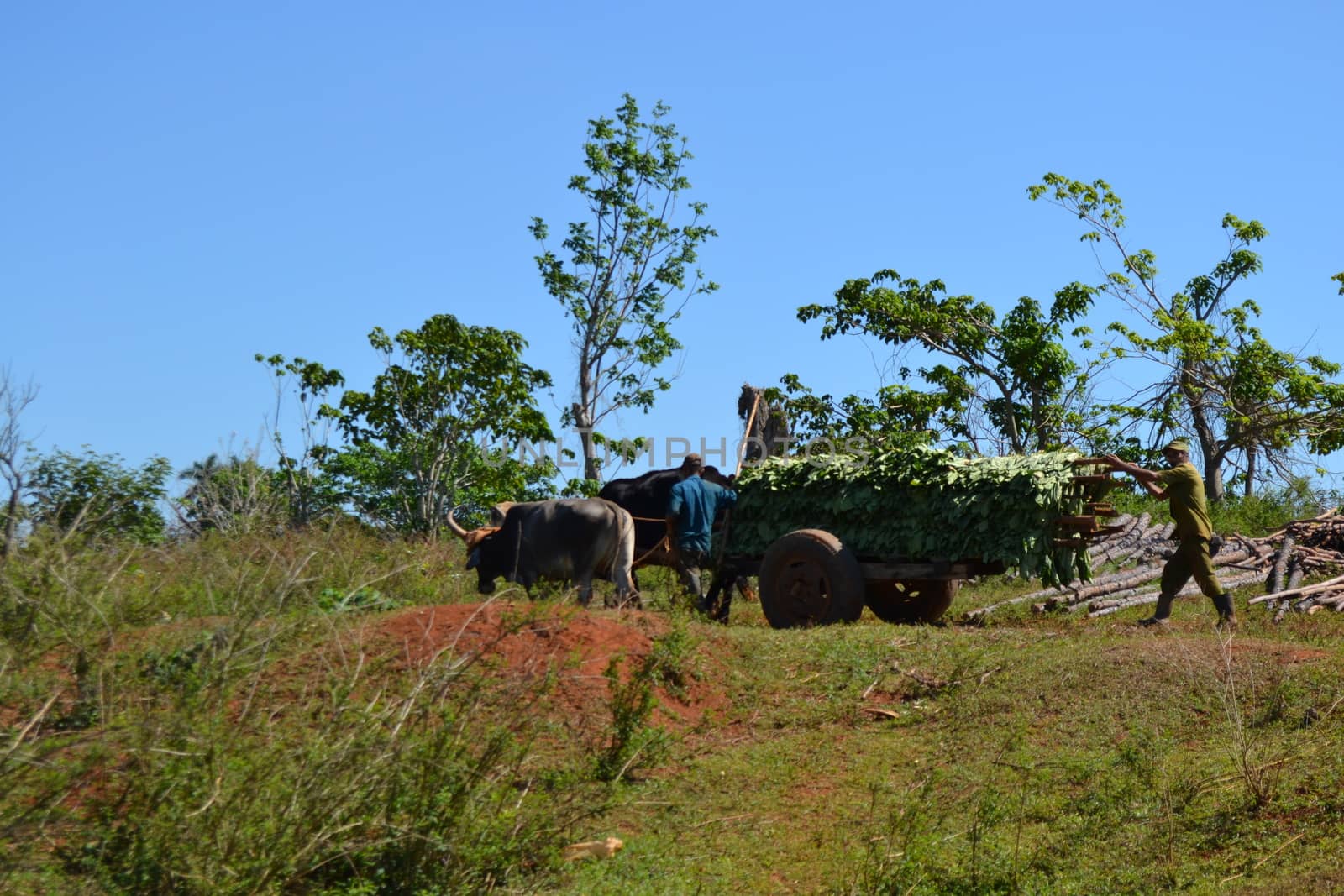 Vinales, Cuba, March 2011: Cuban farmers harvesting tobacco crop in a field