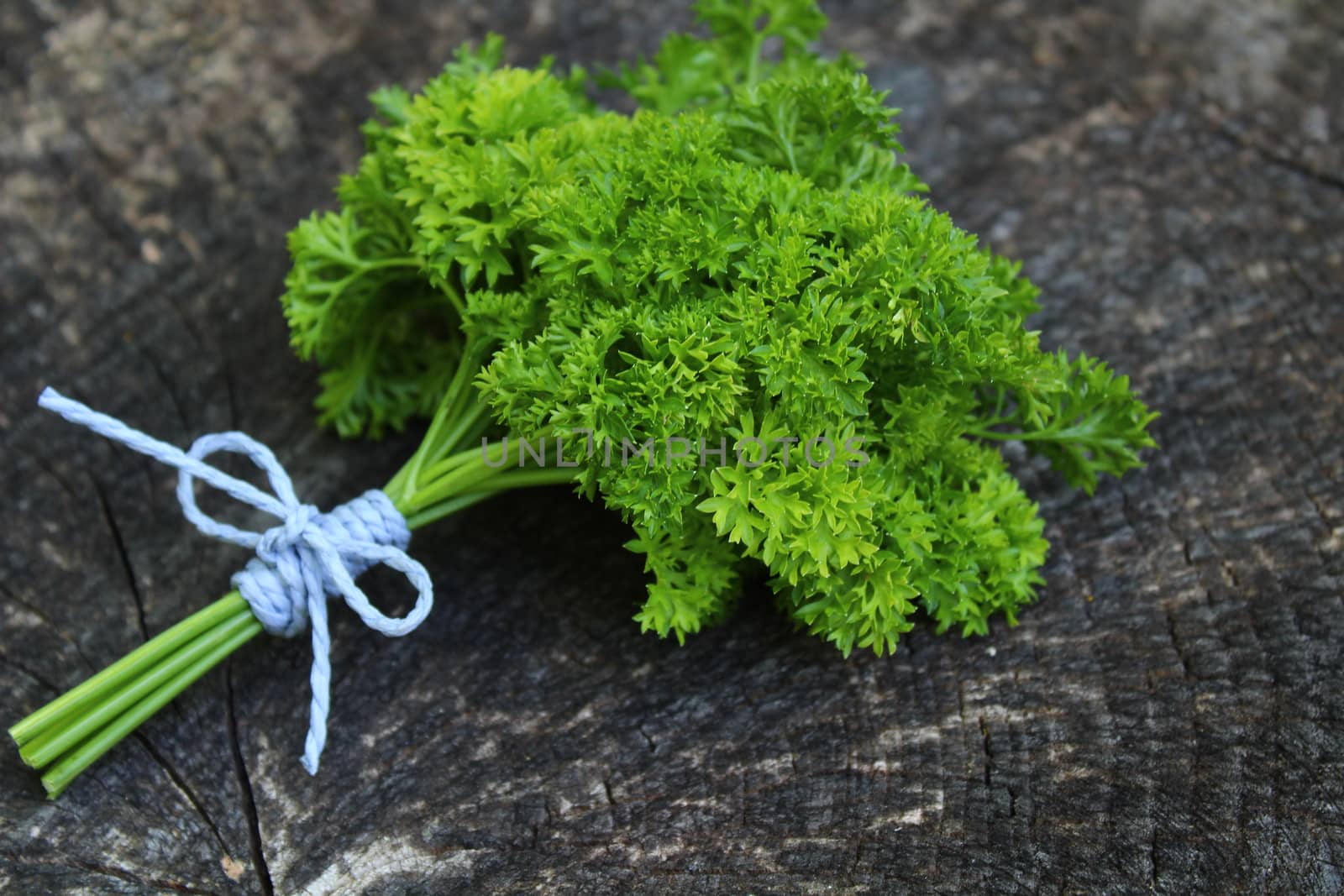 bunch of parsley on an old weathered tree trunk by martina_unbehauen