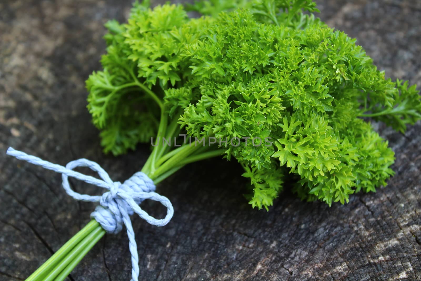 The picture shows bunch of parsley on an old weathered tree trunk