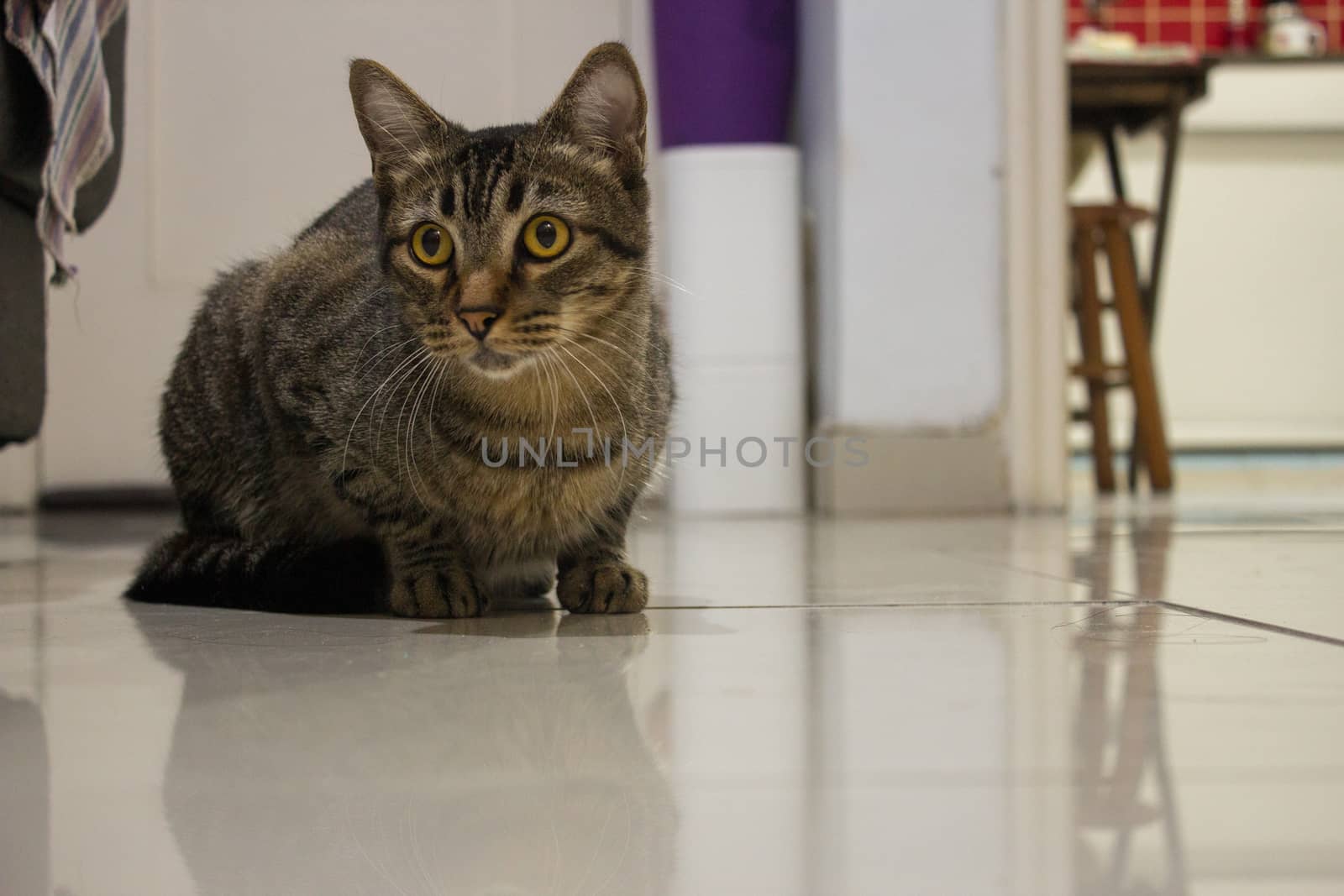 Cat sitting on a white shinning floor of a living room by etcho