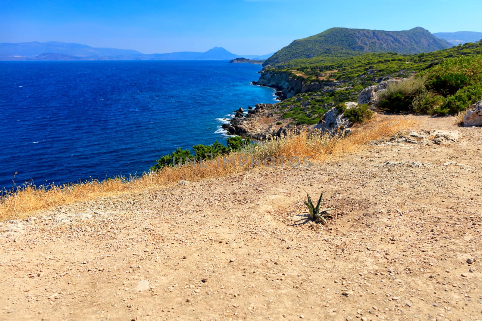 A prickly cactus has grown on a rocky soil road amid a blue lagoon on the coast of the Gulf of Corinth, image with copy space.