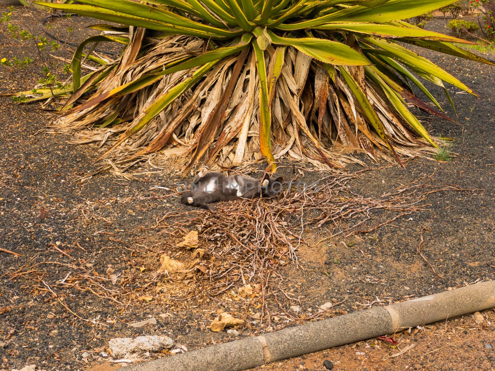 CAT LYING ON THE FLOOR