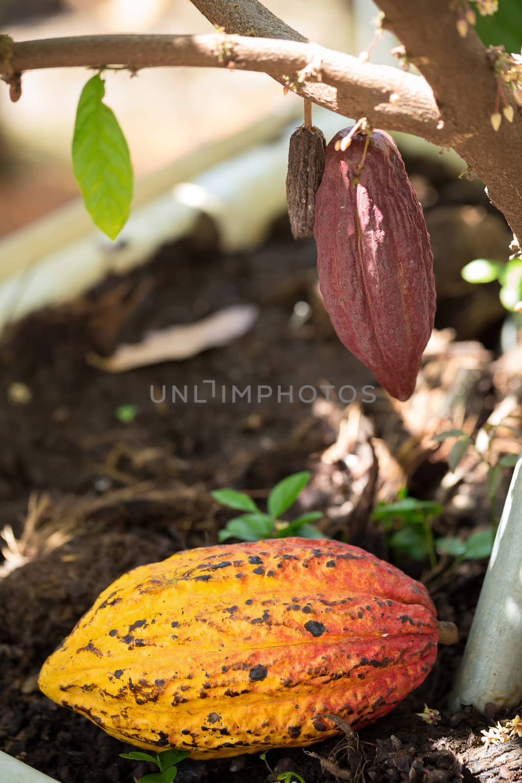 Cacao pods on tree, cacao farm tree by kaiskynet