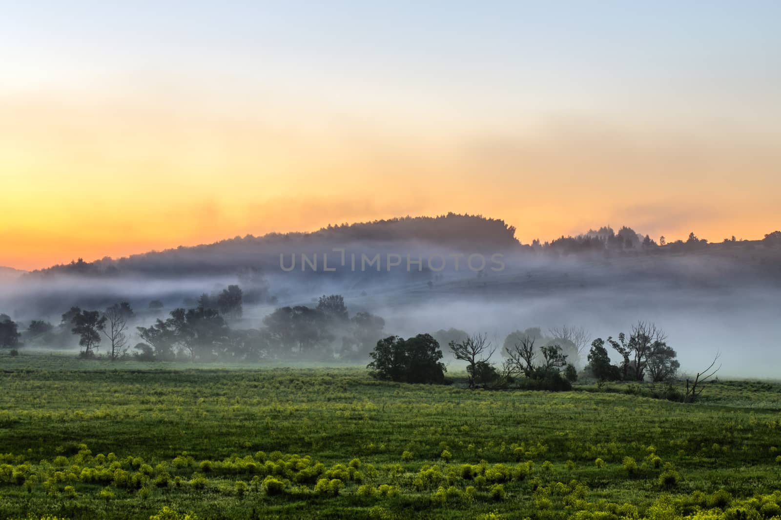 early morning sunrise landscape with bushes in fog near river at summer.