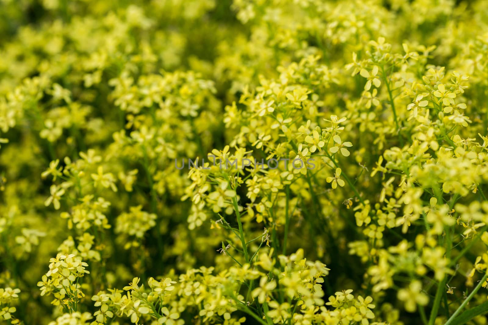 wild yellow colza blossom with selective focus and boke blur.