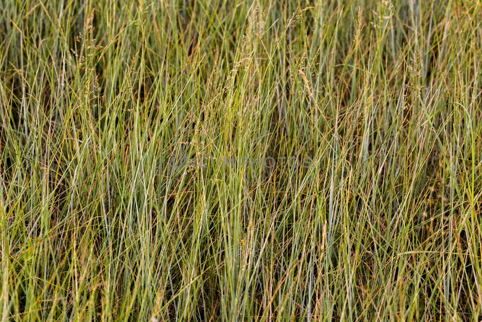 Meadow Fescue plants daylight background with selective focus.
