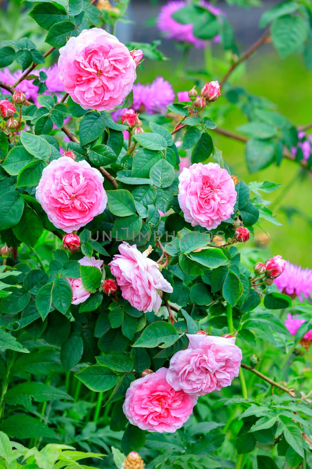 Fresh and bright flowering bush of pink tea rose in a spring garden.