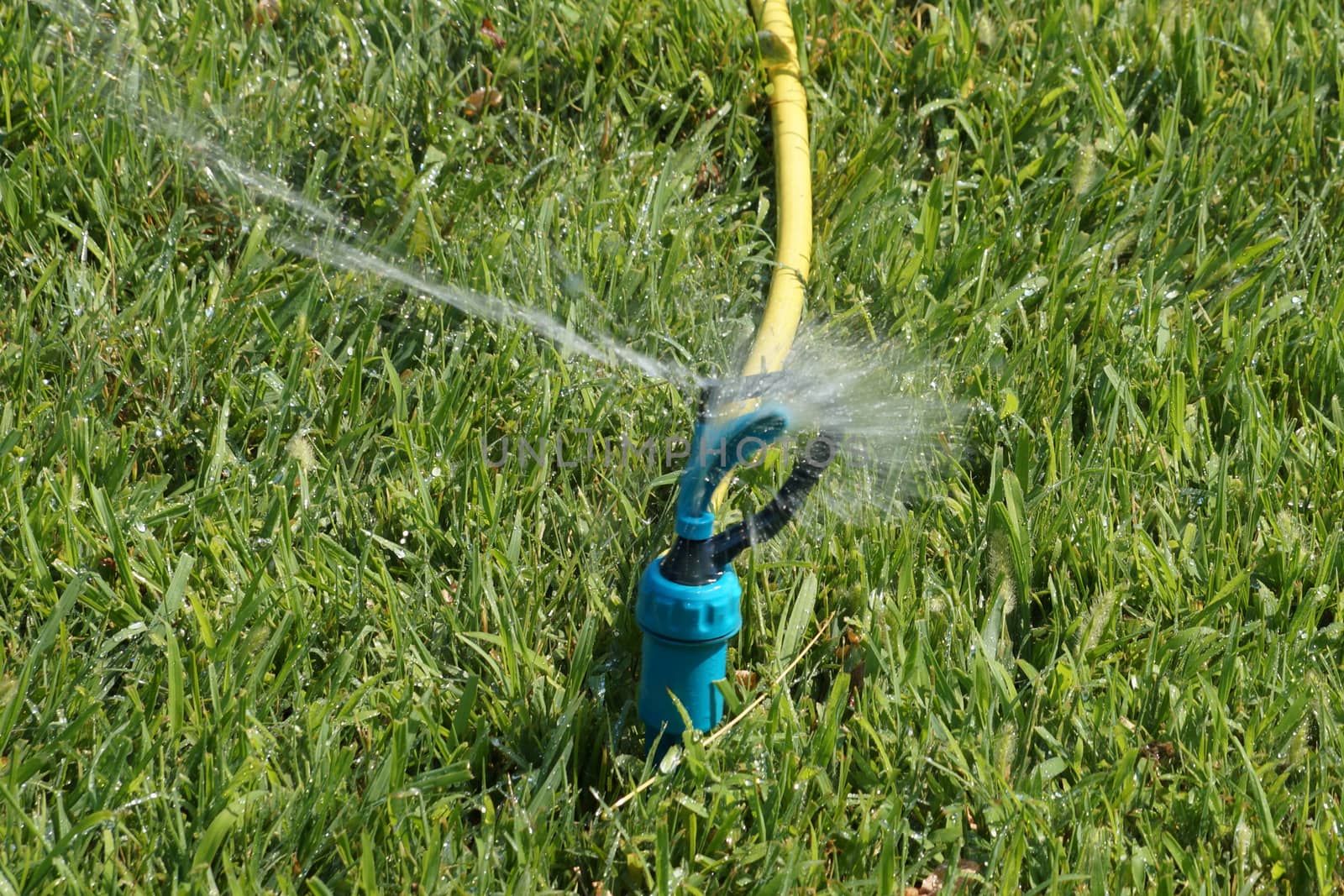 automatic watering the lawn in the park close up by Annado