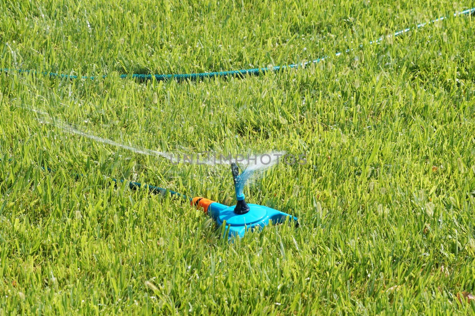 automatic watering the lawn in the park close up by Annado