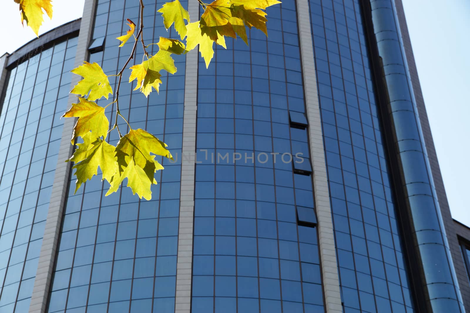 modern glass facade of a skyscraper against the sky, a maple branch in the foreground in the sun