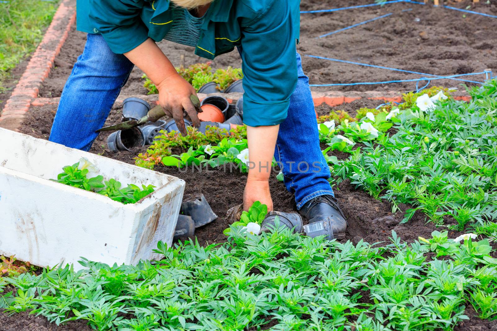 The farmer, bending over the seedlings of flowers, plants a flowerbed with his own hands and removes weeds from the soil.