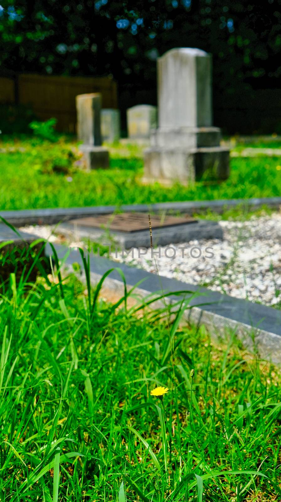 Yellow Dandelion in Old Cemetery with Gravestones in the Background