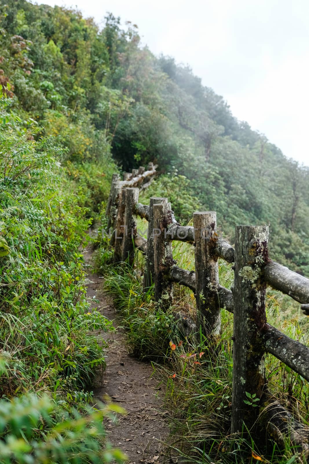 Nature trail walk way