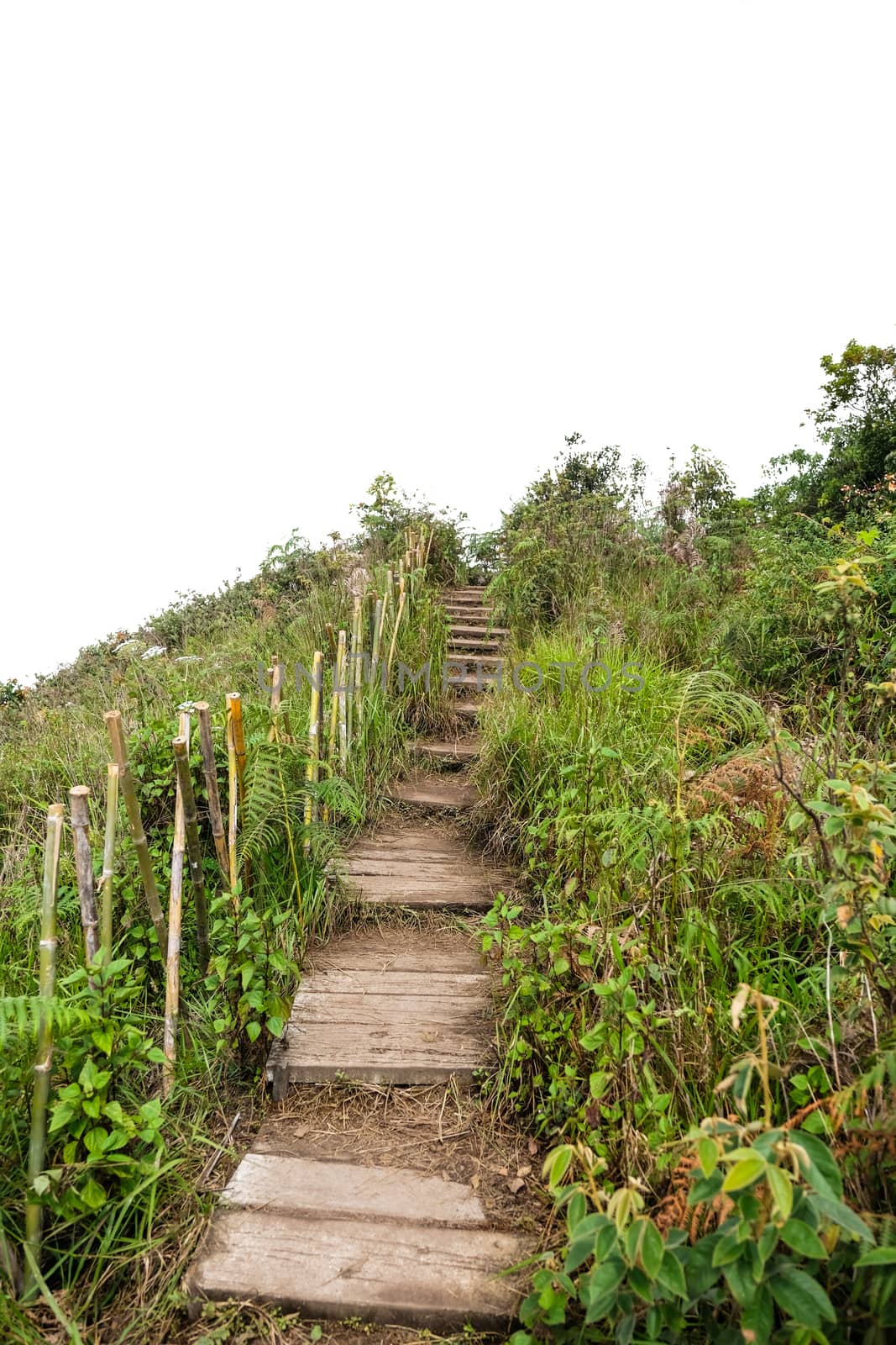 Nature trail on white background