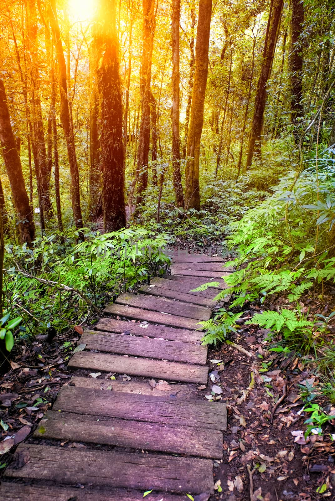 Nature trail walk way by Surasak