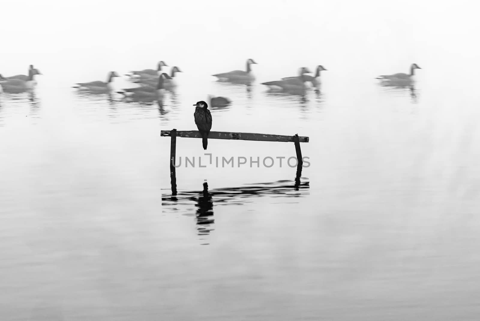 Little shag or cormorant perched on stand in calm water surround by brians101