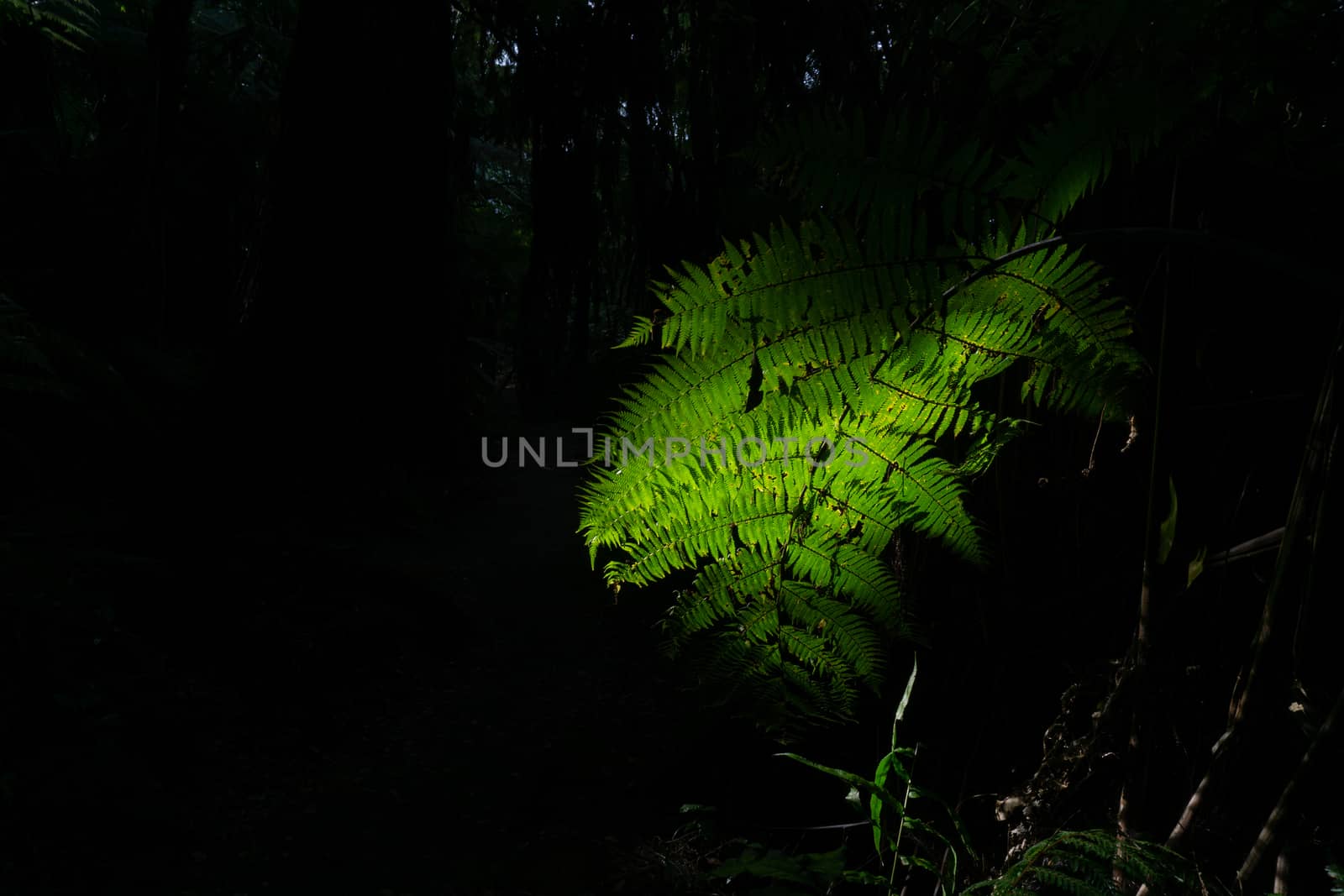 Tree fern frond caught is shaft of sunlight along bush track by brians101