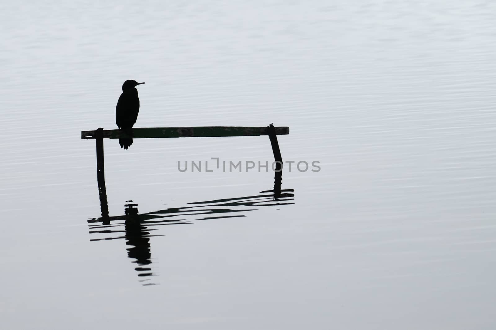 Little shag through the mist perching over and reflected in calm water below.