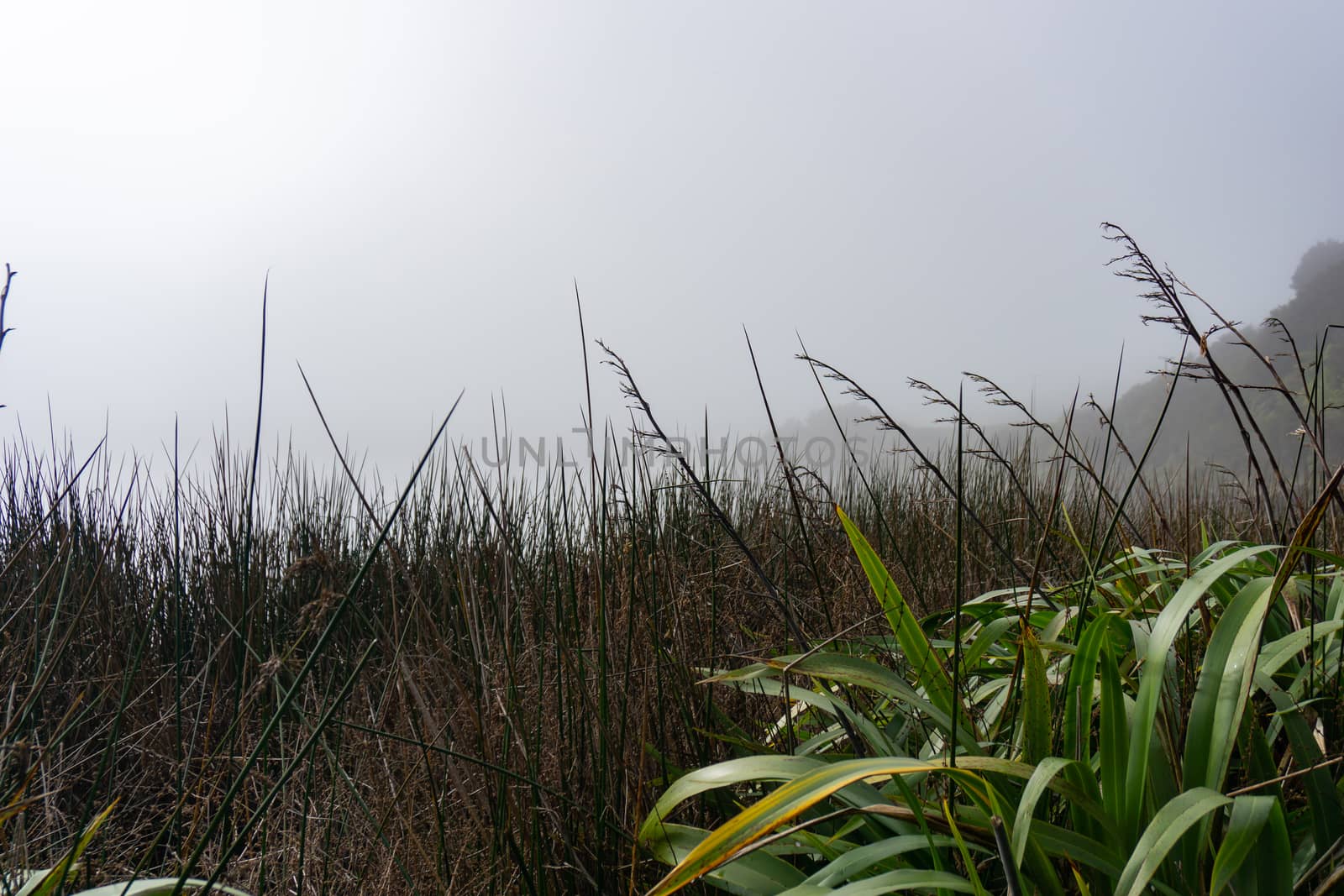 Wetland vegetation form low perspective under hazy grey winter sky with dense growth or reeds and green flax.