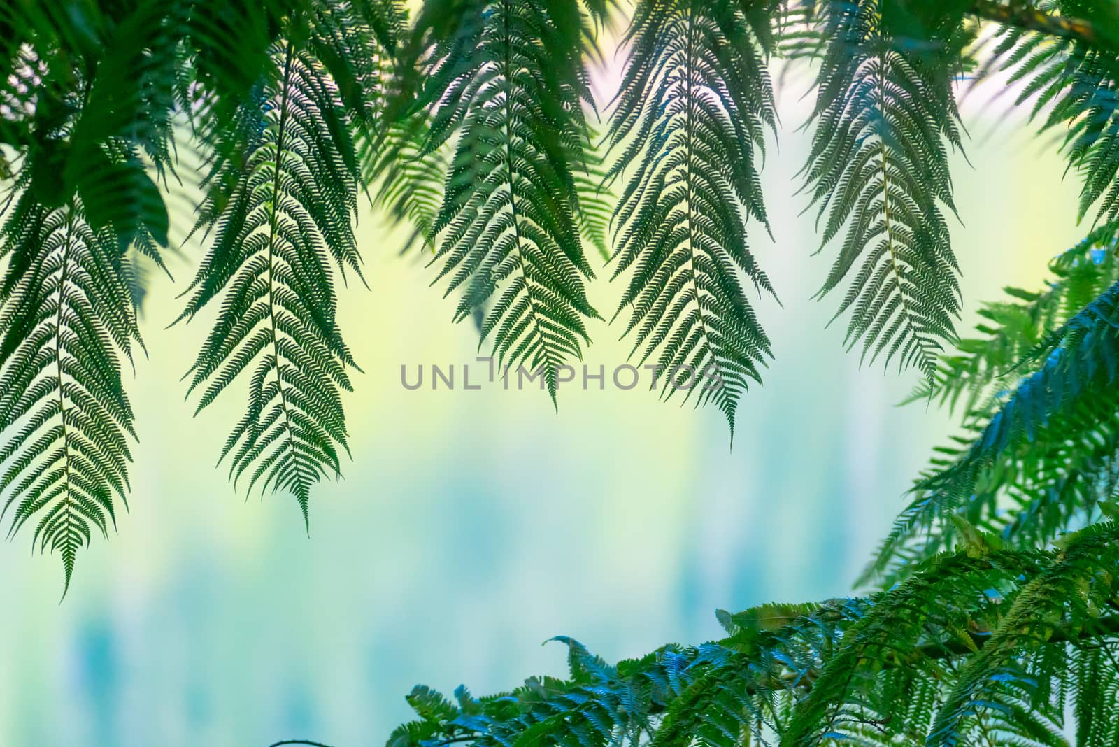 Green fern fronds framing defocused lake colours in background as nature banner of abstract.