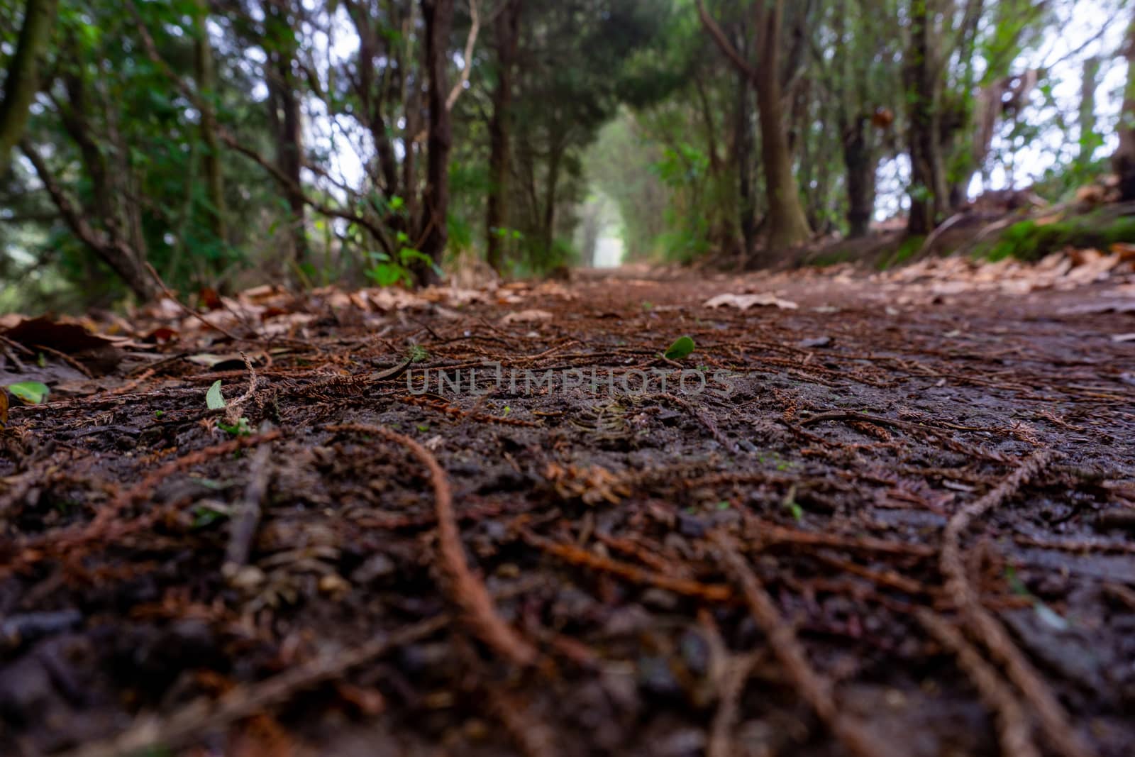 Walking track around Lake Okareka from ground level perspective differential focus